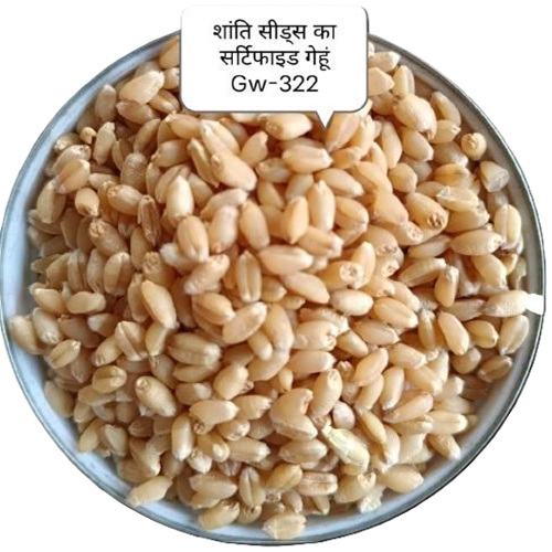 GW-322 गेहूं