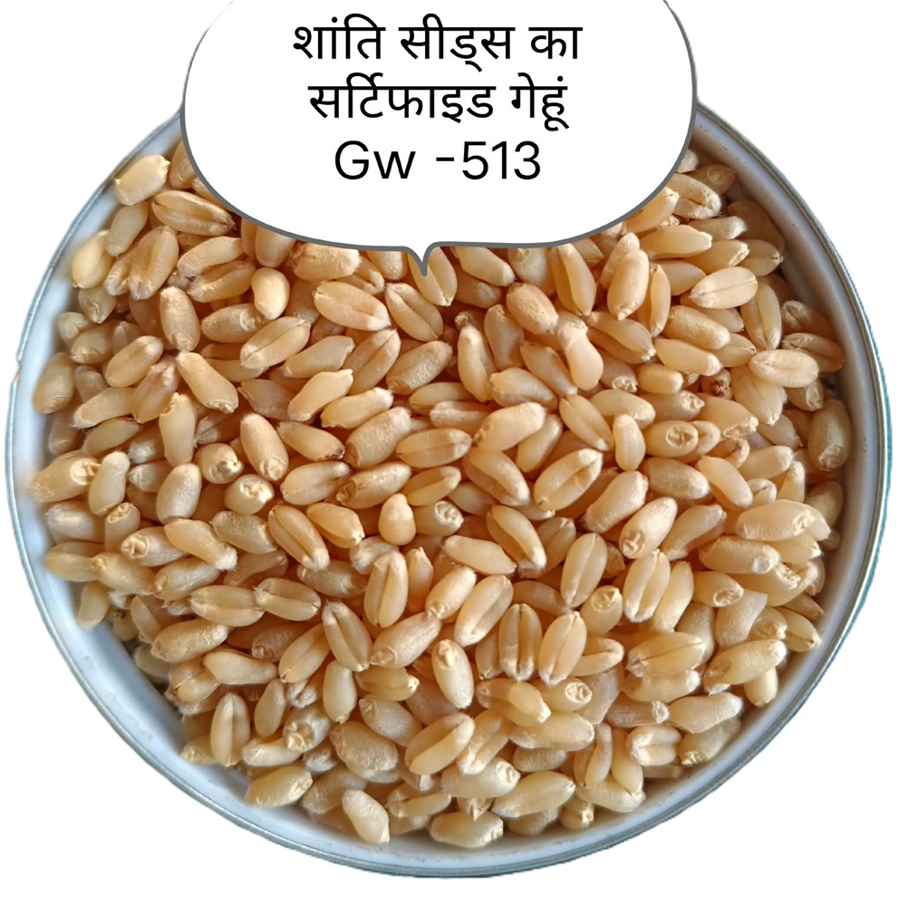 GW-513 गेहूं